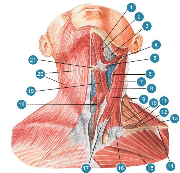 Лимфоузел в мышце. Строение мышц шеи спереди лимфоузлы. Анатомия шеи человека лимфоузлы. Шейные мышцы анатомия.
