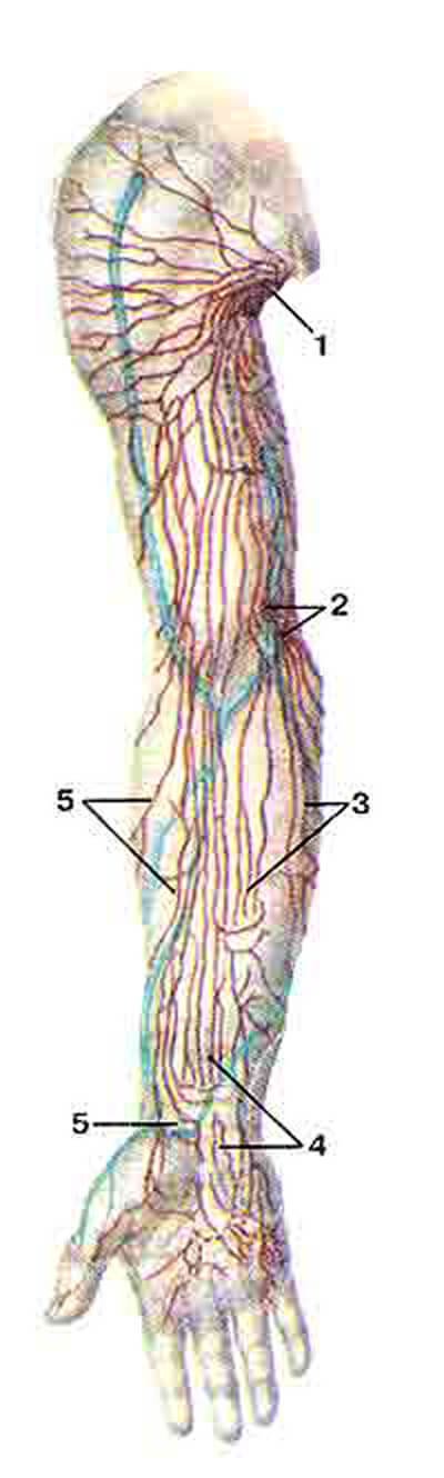 Лимфоузлы кисти. Локтевые кубитальные лимфоузлы. Лимфатические сосуды верхней конечности анатомия. Лимфоузлы верхней конечности анатомия. Анатомия лимфатической системы человека верхних конечностей.